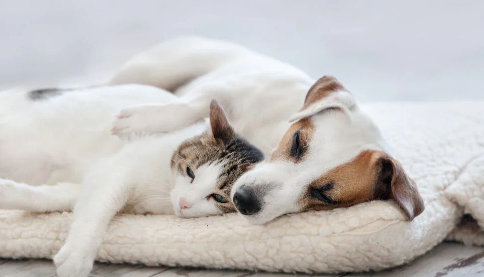 Breathe fresh and clean air with your pet